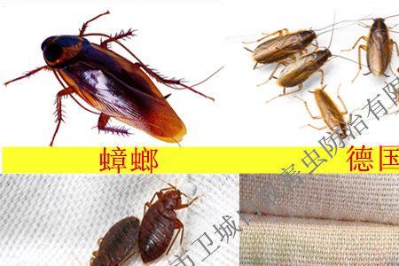 北方有臭虫吗