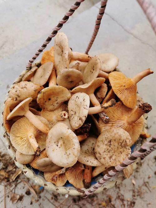 松树菇面的正宗做法