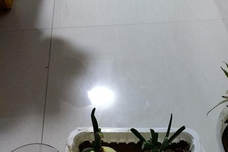 洋葱苗没出苗前能浇水吗