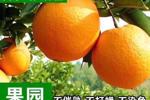 橙子排名第一名