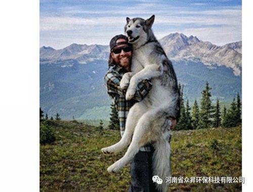 肺腑是指哪里