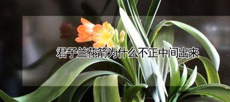 君子兰有四个花箭意义
