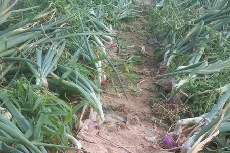 洋葱啥时间下苗