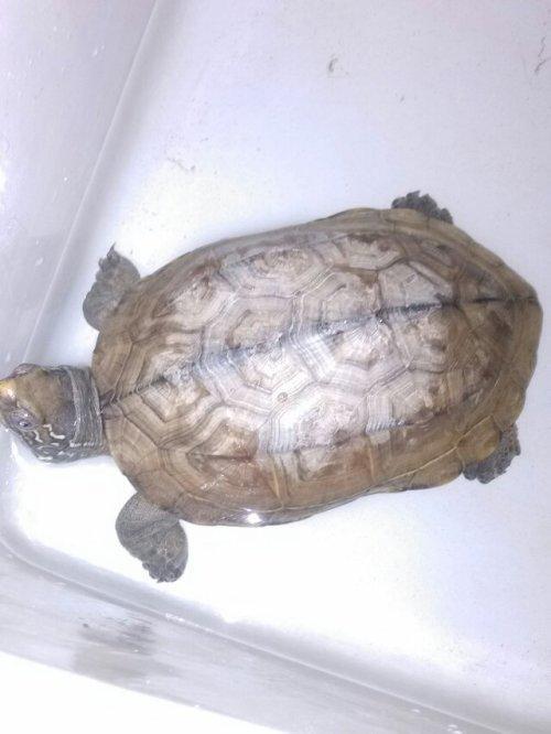 小乌龟为什么立起来站在壁上