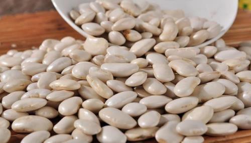 种皮的作用是什么