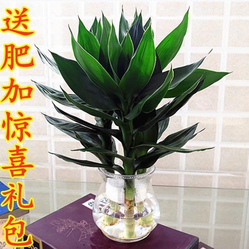 水生植物喜阴有哪些
