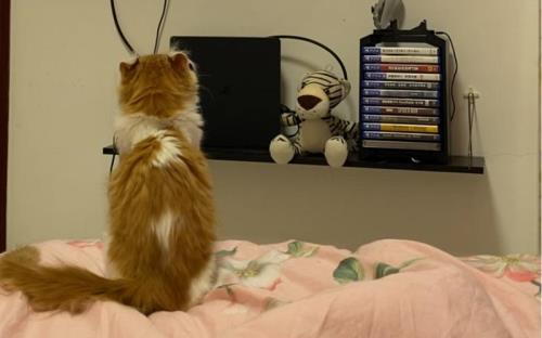 猫咪看得懂电视吗