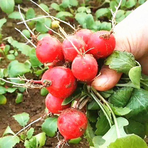 两年前的大红萝卜种子能种吗