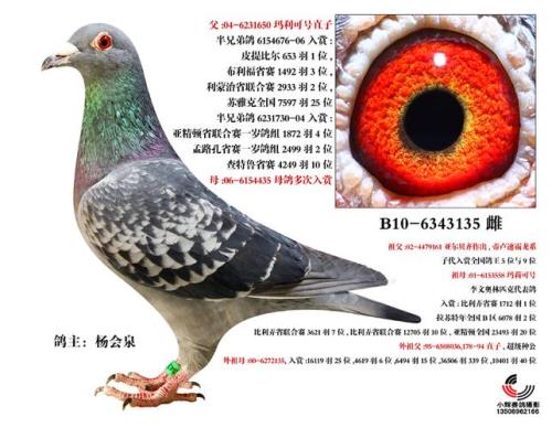 信鸽夏拉肯系特点