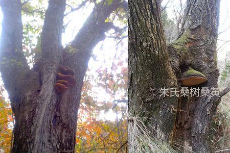 桑树上什么时候有桑黄
