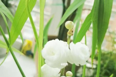 重瓣花茨菇怎么保存