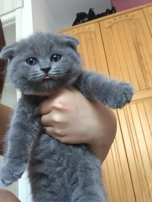 长毛蓝猫怎么看品相