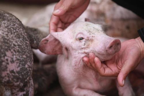 220的交流电可以把猪电死么