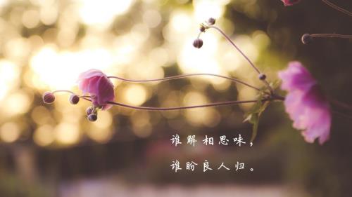 多么悲哀多么无奈原唱