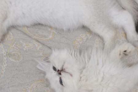 为啥家里的猫忽亮忽暗