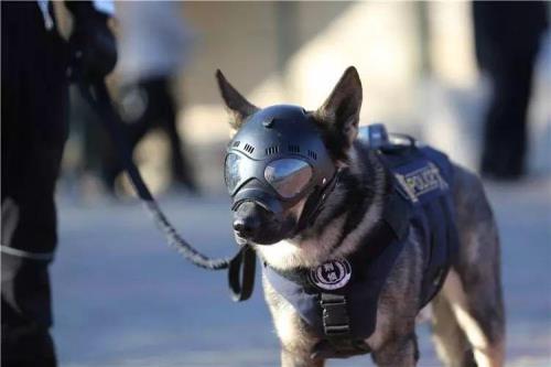 警犬丢失3天能找回来吗