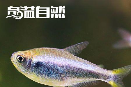 白金柠檬蓝帝灯鱼好养吗