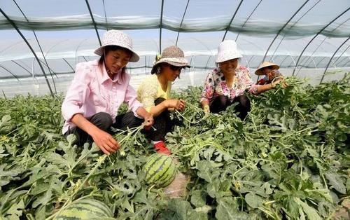 西瓜品种701授粉时阴天花粉好不好