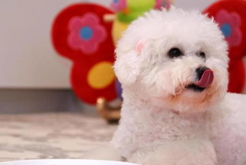 小型犬几个月长定型