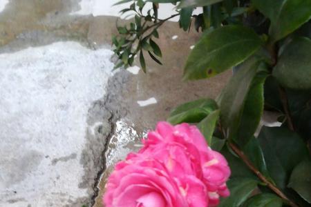 茶梅和茶花哪个适合家庭养