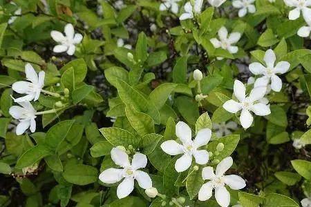 栀子花适合奥绿几号