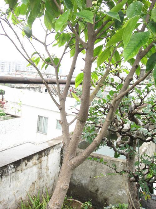 和香树长的一样的树是什么