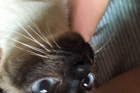 猫的眼睛晶体为什么那么厚