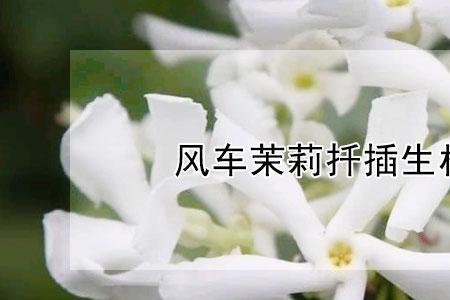茉莉花生根粉泡根多长时间好