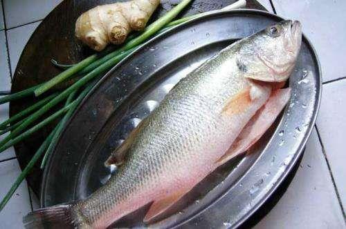 淡水方鱼好吃吗