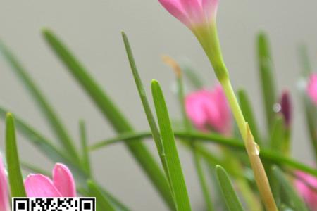韭兰种植后多久能生根