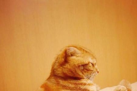 为什么橘猫脖子一圈毛特别长