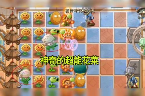 超能花菜介绍