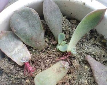 叶插小苗根干了怎么补救