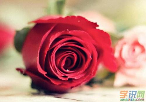 玫瑰花说明文开头怎么写