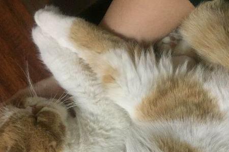 猫咪毛量和骨量怎么看