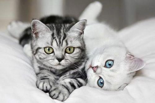 高中生适合养猫吗