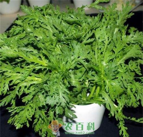 洗净的茼蒿可以在冰箱放一晚吗