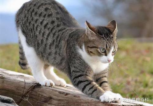 狸花猫喜欢什么星座的人