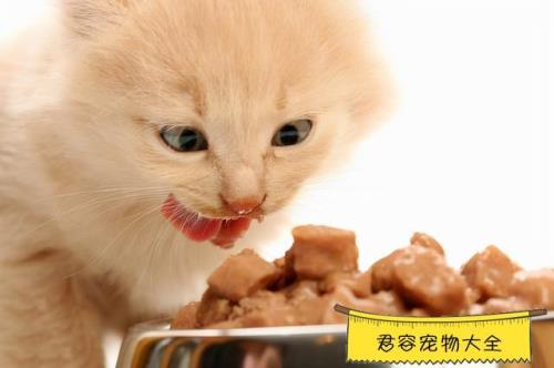 小猫吃食物左右抬脚什么意思