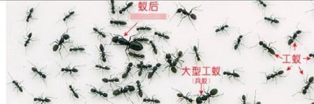 蚂蚁家族有几种成员