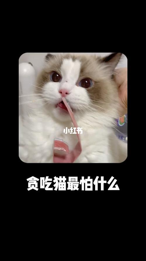 猫为什么那么贪吃