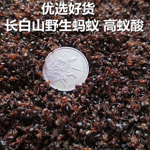什么季节的蚂蚁泡酒最好