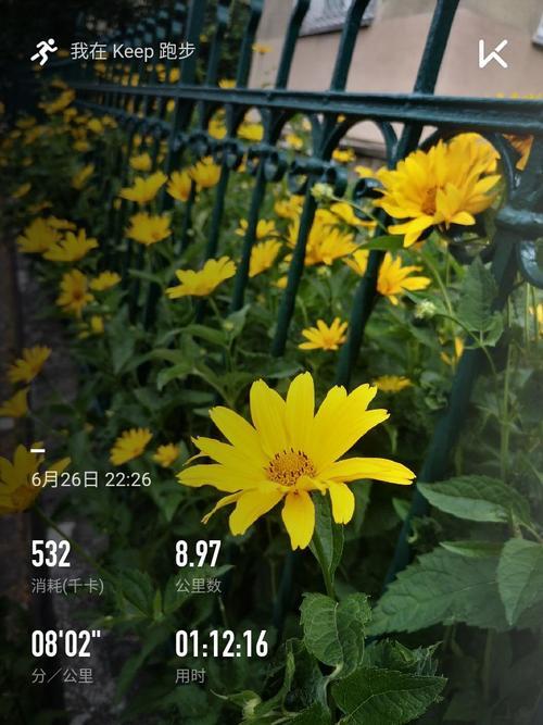 跑步八分配一小时多少公里