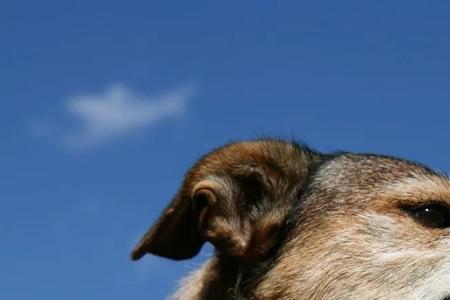 一个狂犬旁加个畏念什么