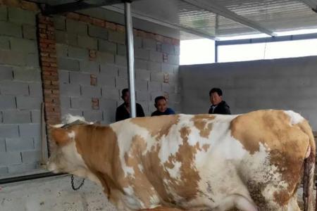 母牛下奶到生小牛一般要多少天