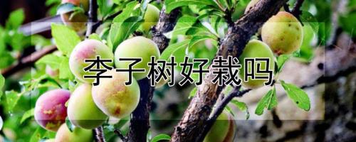 李子树发芽了能移栽吗