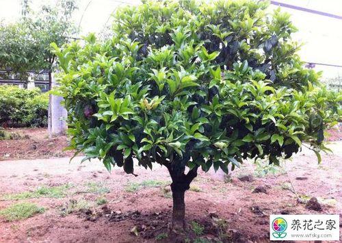 地栽桂花树太高了怎么修剪