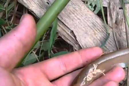 1.2米鱼竿钓小鱼