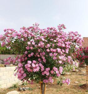 嫁接树状月季主杆还会长高么