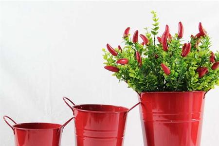高14口12花盆种什么花好